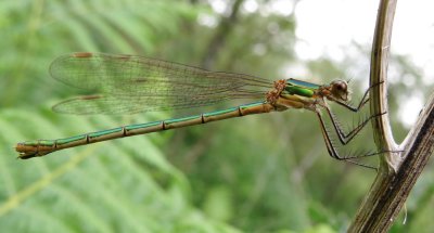 Common Emerald