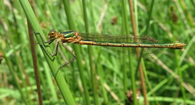 :: Common Emerald ::
