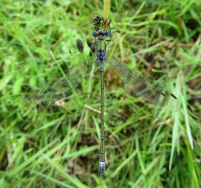Common Emerald