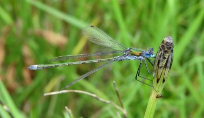 Common Emerald