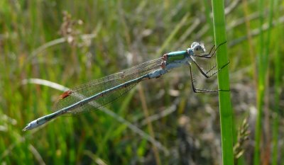 Common Emerald