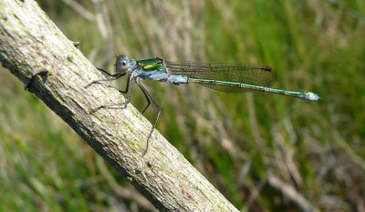 Common Emerald