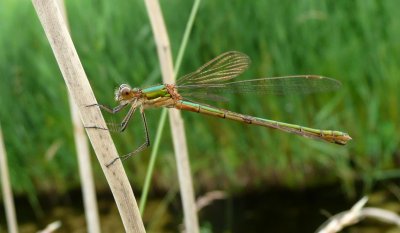Common Emerald