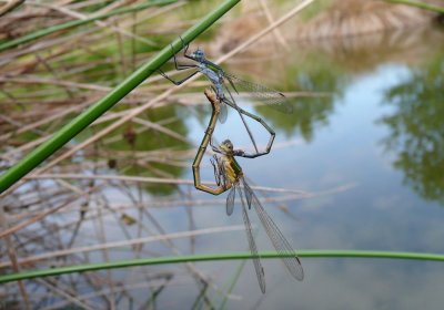 Common Emerald