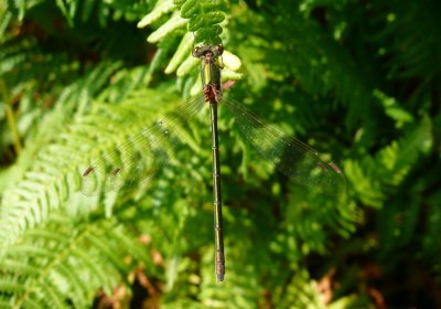 Common Emerald