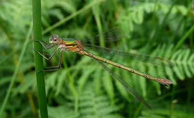 Common Emerald