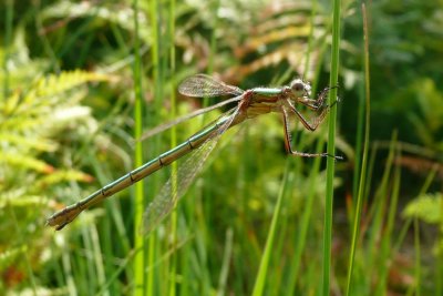 Common Emerald