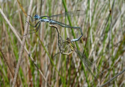 Common Emerald