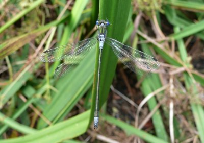 Common Emerald
