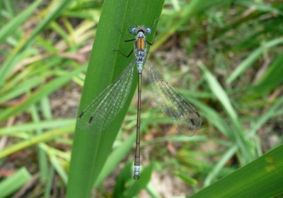 Common Emerald