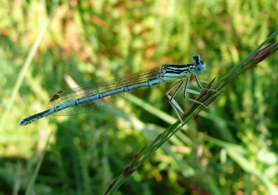Male White-legged Damselfly, New Forest, Hampshire