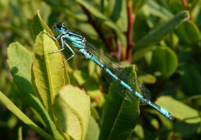 Southern Damselfly, New Forest, Hampshire