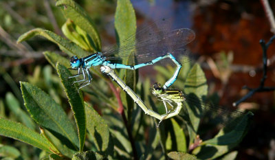 Southern Damselfly, New Forest, Hampshire