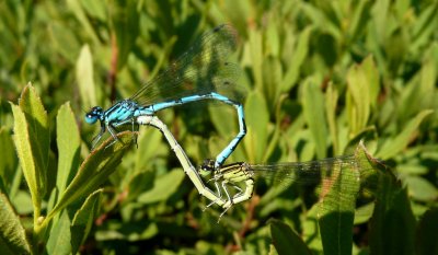 Southern Damselfly, New Forest, Hampshire