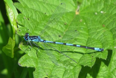 Variable Damselfly