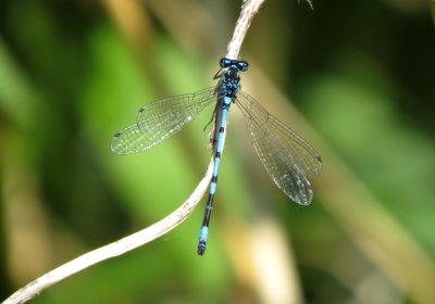 Variable Damselfly
