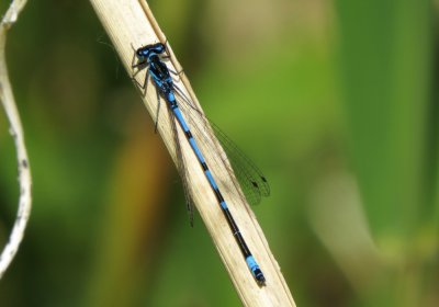 Variable Damselfly