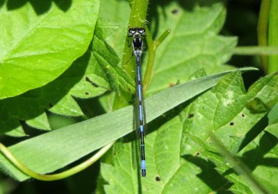 Variable Damselfly