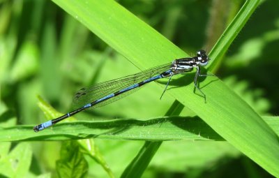 Variable Damselfly
