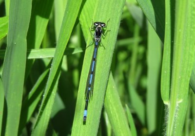 Variable Damselfly