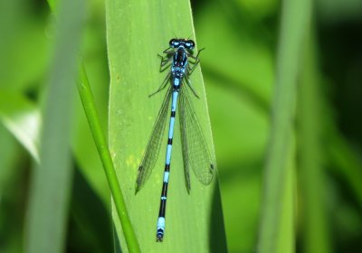 Variable Damselfly