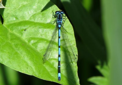 Variable Damselfly