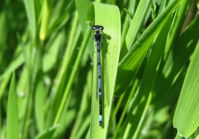 Variable Damselfly