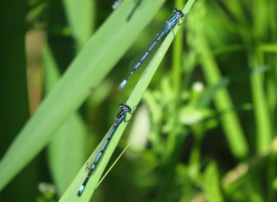 Variable Damselfly