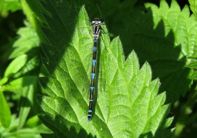 Variable Damselfly