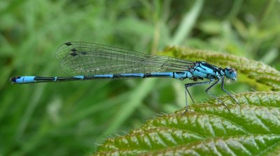 Variable Damselfly
