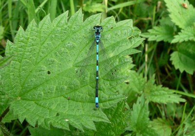Variable Damselfly