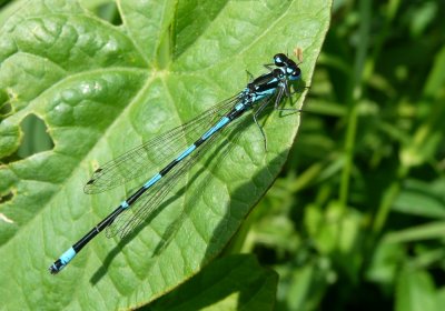 Variable Damselfly