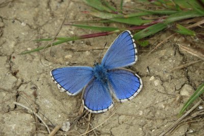 Adonis Blue, Denbies Hillside NT, Surrey