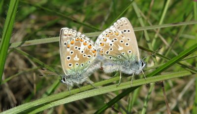 Mating Adonis Blues, Denbies Hillside NT, Surrey
