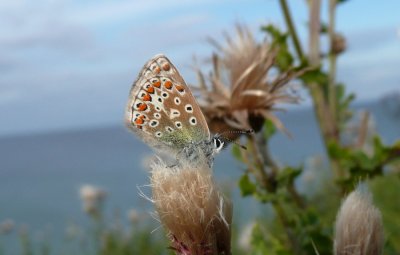 Common Blue