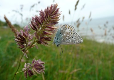 Common Blue