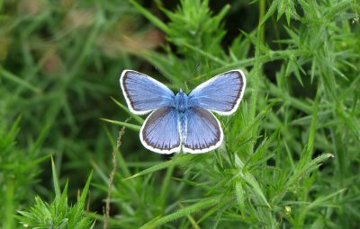 Silver-studded Blue, Kelling Heath, Norfolk