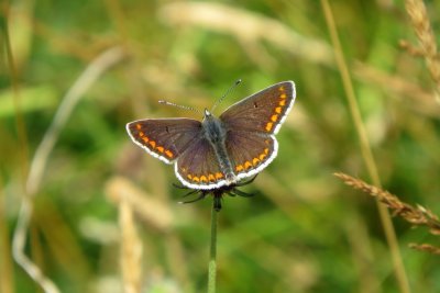 :: Brown Argus ::