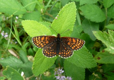 :: Heath Fritillary ::