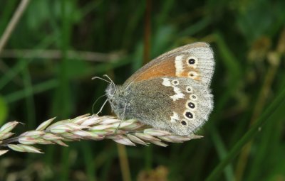 :: Large Heath ::
