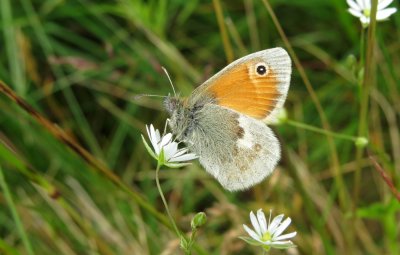 :: Small Heath ::