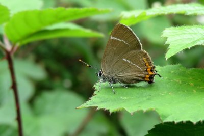 :: White-letter Hairstreak ::
