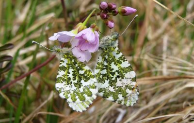 Pair of Orange-tips, Felbrigg Park, Norfolk