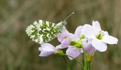 Orange-tip, Felbrigg Park, Norfolk