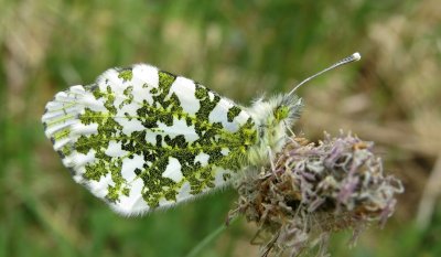 Orange-tip, Felbrigg Park, Norfolk