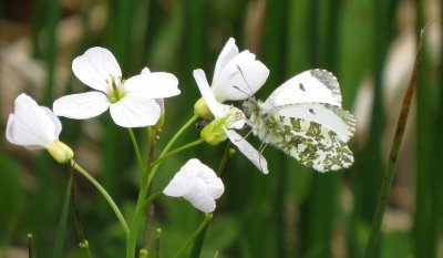 Orange-tip, Felbrigg Park, Norfolk