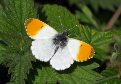:: Orange-tip ::