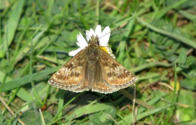 Dingy Skipper, Twywell Hills and Dales, Northamptonshire