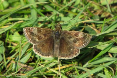 Dingy Skipper, Twywell Hills and Dales, Northamptonshire