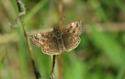 Dingy Skipper, Twywell Hills and Dales, Northamptonshire